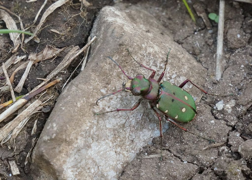 Cicindela campestris femmina